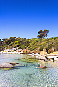 Eine junge Frau schwimmt am Strand der Feuerbucht; Tasmanien, Australien.
