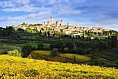 Weinberge und San Gimignano; Toskana, Italien