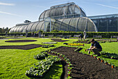 Palm House, Kew Gardens; London, England