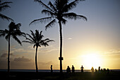 Die Sonne geht auf einer Reihe von Palmen auf der Insel Kauai unter; Kauai, Hawaii, Vereinigte Staaten von Amerika