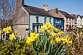 Blühende Narzissen mit Schaufenster für Touristengeschenke über Wales und Kunstgalerie; St. David, Pembrokeshire, Wales