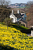 Daffodils In Bloom On Grounds Of St. David's Cathedral; St. David, Pembrokeshire, Wales