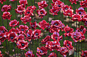 Keramische Mohnblumen am Tower of London zum Gedenken an den 100. Jahrestag des Ersten Weltkriegs; London, England