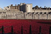 Ceramic Poppies At The Tower Of London Commemorating The 100th Anniversary Of World War One; London, England