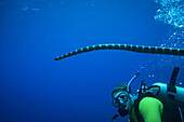 Diving With Venemous Snakes; Niue