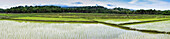 Rice Fields; Timor-Leste