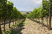 Bright Green Rows Of Vines; Ascianello, Montepulciano, Tuscany, Italy