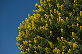 Detail eines mit gelben Blüten bedeckten Winterkassiabaums, Satemwa Tea Estate; Thyolo, Malawi