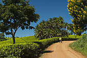 Man Pushing Bicycle Up Track Past Fields Of Tea Bushes And A Winter Cassia (Yellow Flowering Tree), Satemwa Tea Estate; Thyolo, Malawi