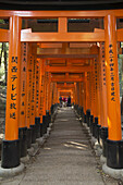 Viele Tori-Tore bei Fushimi Inari; Kyoto, Japan