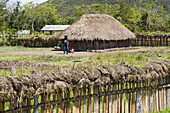 Dani-Dorf mit Honai (Hütten), die mit dicken Strohdächern bedeckt sind, in der Nähe von Wamena, Baliem-Tal, zentrales Hochland von West-Neuguinea, Papua, Indonesien