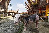 Tedong Bonga Wasserbüffel an einem Rante, dem Zeremonialort für eine Torajan-Beerdigungszeremonie in Rantepao, Toraja-Land, Süd-Sulawesi, Indonesien