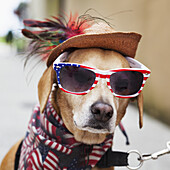 Dog Wearing American Flag Sunglasses, American Flag Bandana Around Neck, And An Old Straw Hat On His Head, Looking At Camera; Florida, United States Of America