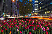 Tulip Display On Park Avenue; New York City, New York, United States Of America