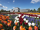 Kew Gardens, Tulpen und das Palmenhaus; London, England