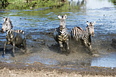 Three Common Zebras (Equus Quagga) Splashing Through Water In Serengeti National Park; Tanzania