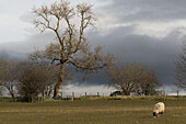 Ein einsames Schaf weidet auf einem Feld mit dunklen Wolken über dem Kopf; Cumbria, England