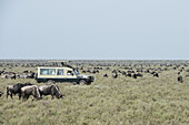 Safarifahrzeug umgeben von Gnus und Zebras auf den Serengeti-Ebenen; Tansania