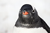 Gentoo Penguin (Pygoscelis Papua) At Port Lockroy, Antarctic Peninsula; Antarctica