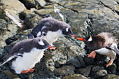 Two Gentoo Penguin (Pygoscelis Papua) Chicks Begging To Be Fed At Almirante Brown Antarctic Base, Antarctic Peninsula; Antarctica
