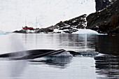 Minke Whale (Balaenoptera Acutorostrata) In Paradise Harbor, Antarctic Peninsula; Antarctica