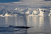 Humpback Whale (Megaptera Novaeangliae) In Gerlache Strait In Front Of Anvers Island, Antarctic Peninsula; Antarctica