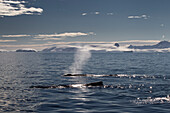 Humpback Whales (Megaptera Novaeangliae) In Gerlache Strait, Antarctic Peninsula; Antarctica