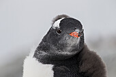 Eselspinguin (Pygoscelis Papua) auf der Petermann-Insel, Antarktische Halbinsel; Antarktis