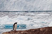 Gentoo Penguin (Pygoscelis Papua) In Neko Harbor, Antarctic Peninsula; Antarctica