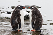 Gentoo Penguin Chicks Waiting For Parent (Pygoscelis Papua) At Port Lockroy; Antarctica