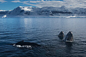 Spy Hopping Buckelwale (Megaptera Novaeangliae) in der Gerlache Strait, Antarktische Halbinsel; Antarktis