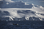 Orcas (Orcinus Orca) In Front Of Anvers Island, Antarctic Peninsula; Antarctica