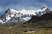 Guanaco (Lama Guanicoe) In Front Of Cerro Paine Grande In Torres Del Paine National Park; Magallanes Region, Chile
