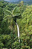 Regenwald mit Wasserfall in Costa Rica; Costa Rica