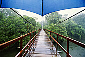 Footbridge through rainforest in Costa Rica on a rainy day, from a point of view under a blue umbrella; Costa Rica