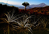 Die gefährdete Chilenische Palme (Jubaea chilensis) kann mehr als tausend Jahre alt werden; Oasis de la Campana, Chile