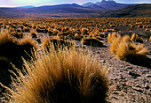 Grasbüschel in der Nähe der Geysire von El Tatio in der Atacamawüste; Atacamawüste, Chile
