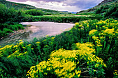 Yellow Eurasian leafy spurge grows along clear waters of Medicine Lodge Creek in southern Utah where Bureau of Land Management and private land is intertwined; Idaho, United States of America