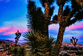 Joshua-Bäume (Yucca brevifolia) sind eine Yucca-Art, die eine Höhe erreichen kann, die stark von jährlichen Regenfällen abhängt. Die einheimische Pflanze ist formal als Yucca brevifolia bekannt und wächst in niedrigeren Lagen in der Wüste in der Nähe des Virgin River im Südwesten Utahs; Utah, Vereinigte Staaten von Amerika