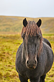 Close-up portrait of an Icelandic pony in a field on Snaefellsnes peninsula on the west coast of Iceland; Grundarfjordur, Iceland
