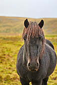 Nahaufnahme eines Islandponys auf einem Feld auf der Halbinsel Snaefellsnes an der Westküste von Island; Grundarfjordur, Island.