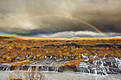 Hraunfossar Wasserfall und ein Regenbogen am Himmel unter Gewitterwolken, in der Nähe von Reykholt, im Westen Islands; Island