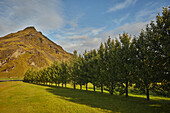 Landschaft mit Bäumen in einer Reihe auf Gras und einem spitzen Berg; Island.