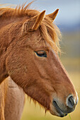 Portrait of an Icelandic pony, near Stykkisholmur, Snaefellsnes peninsula, Iceland; Iceland