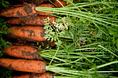 Nahaufnahme von mit Erde bedeckten Karotten