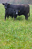 Kuh und Kalb stehen auf einem Feld