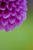 Close up of Bright pink dahlia