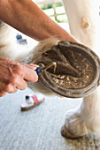 Close up of a mature woman hands cleaning a horse hoof