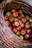 Nahaufnahme eines mit Äpfeln gefüllten Weidenkorbs