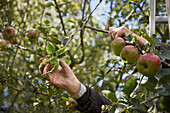 Close up of a man hands picking apples